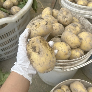 新鲜的黄皮黄心土豆自家种植的黄心土豆，产量高价格实惠