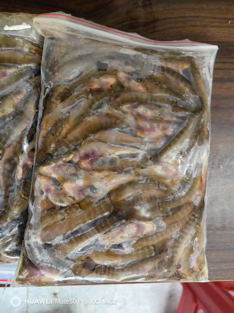 钢鳅鱼，红尾巴鱼