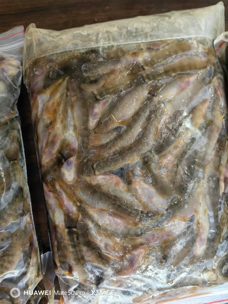 钢鳅鱼，红尾巴鱼