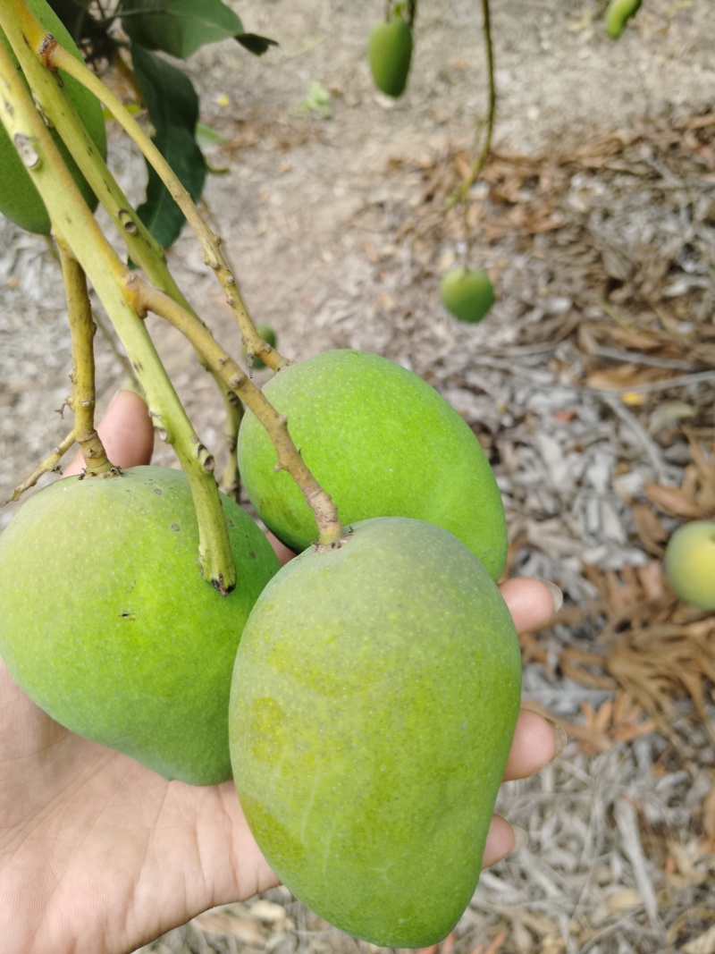 精品通货小台芒万斤价格打电话咨询