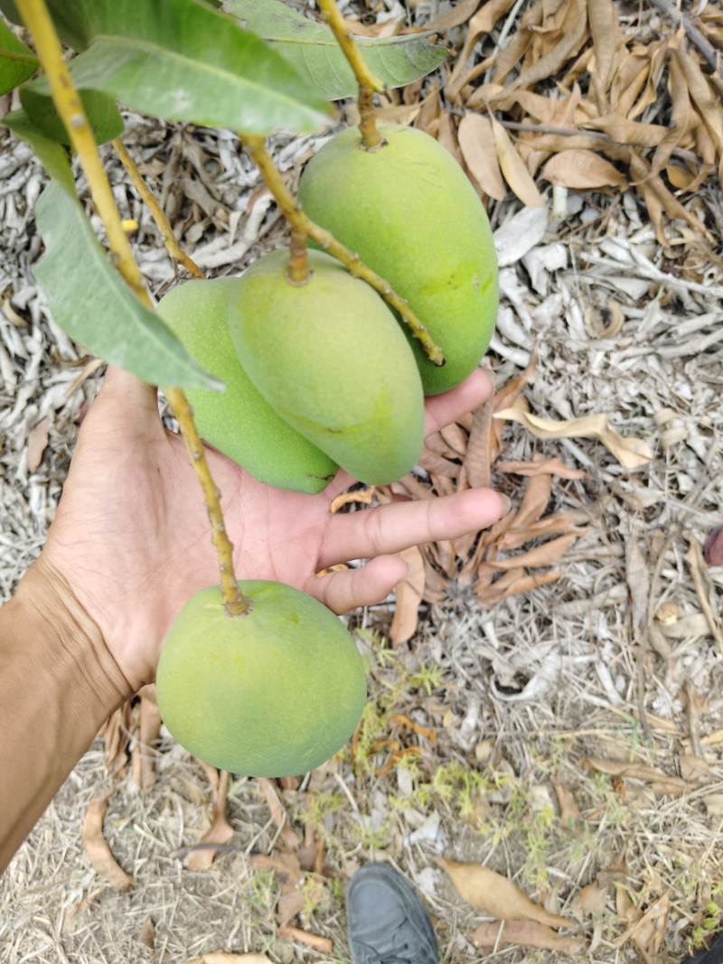 精品通货小台芒万斤价格打电话咨询