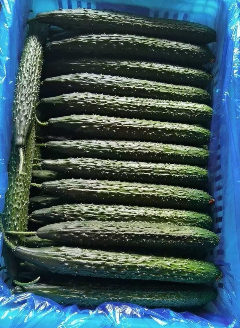【推荐】河南夏邑密刺黄瓜，质量保证产地一手货源！