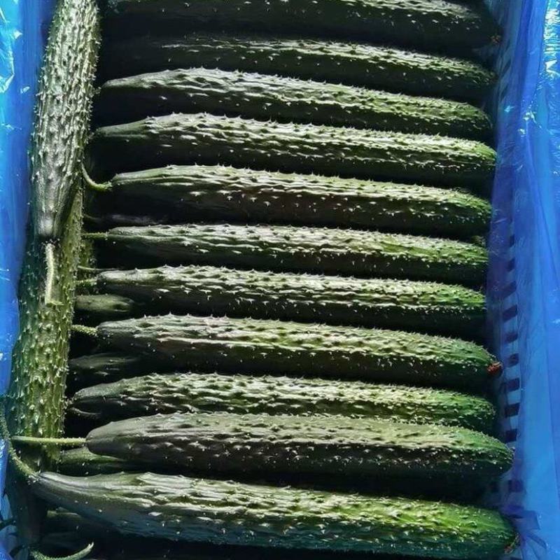 【推荐】河南夏邑密刺黄瓜，质量保证产地一手货源！