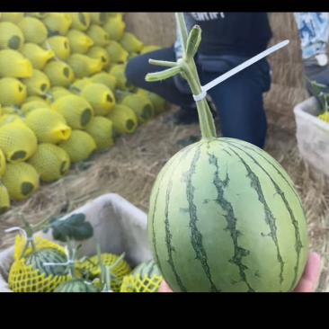 山东潍坊精品t冰糖子2K西瓜大量上市，欢迎大家