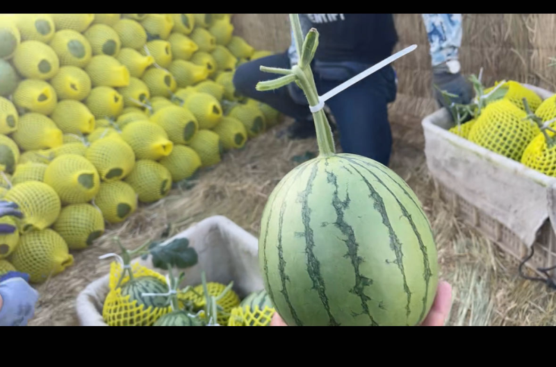 山东潍坊精品t冰糖子2K西瓜大量上市，欢迎大家