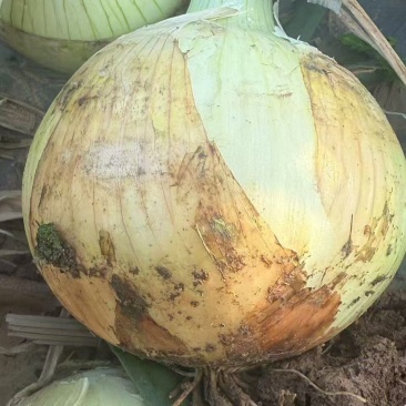精品黄皮洋葱基地直供一手货源品质保证诚信经营欢迎采购