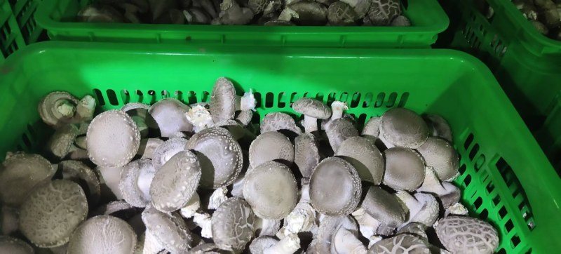 新鲜香菇源头批发4.2整车起订冷链直达全国