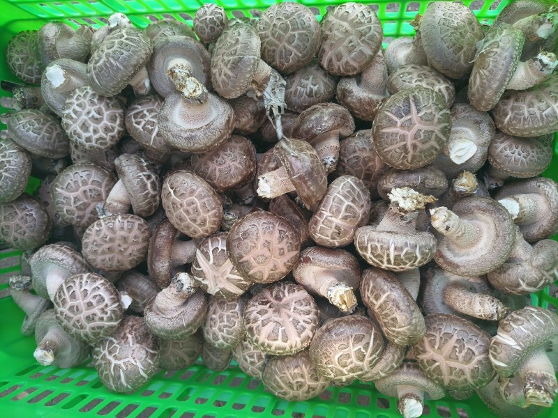 新鲜香菇源头批发4.2整车起订冷链直达全国
