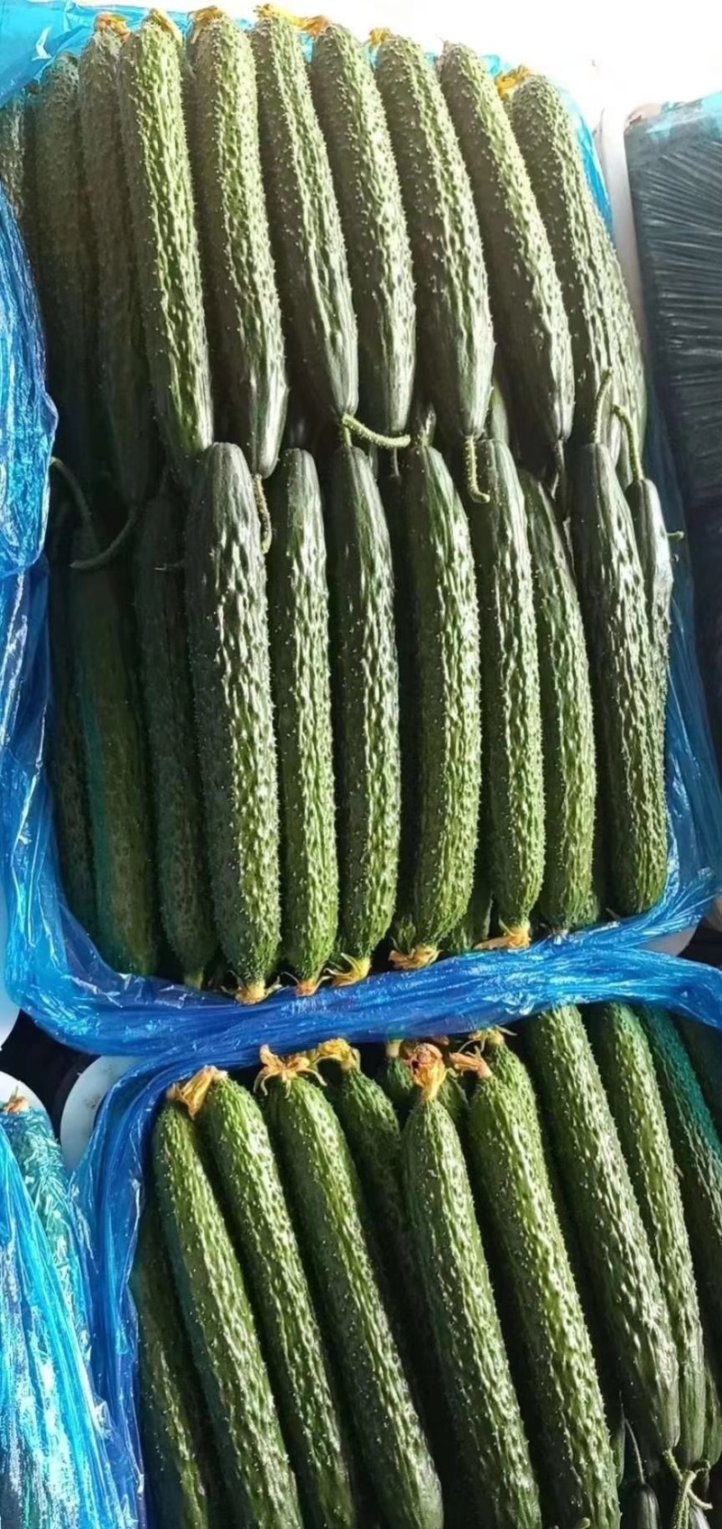 【推荐】河南夏邑密刺黄瓜，质量保证产地一手货源！