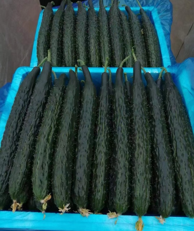 【推荐】河南夏邑密刺黄瓜，质量保证产地一手货源！