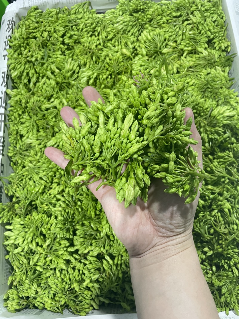精品夜香花货源充足量大从优价格实惠欢迎咨询