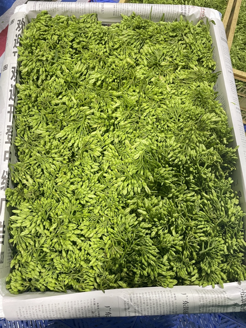 精品夜香花货源充足量大从优价格实惠欢迎咨询