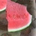 山西运城夏县头茬美都麒麟无仔西瓜，口感脆甜无渣，可批发