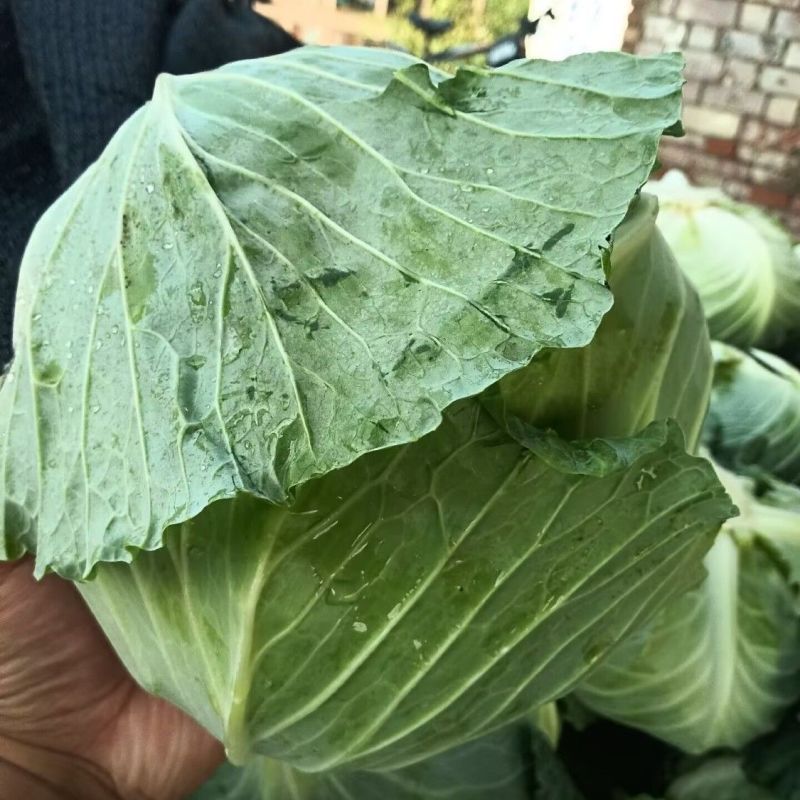 精品甘蓝圆包菜已上市，基地直发，现摘现发，大量供应中