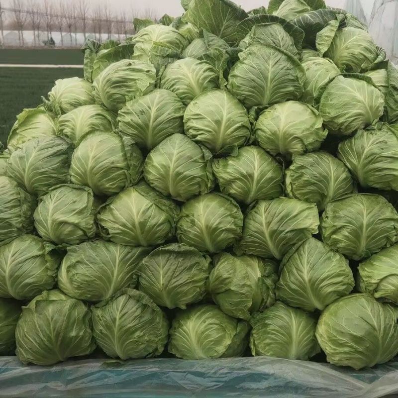 精品甘蓝圆包菜已上市，基地直发，现摘现发，大量供应中