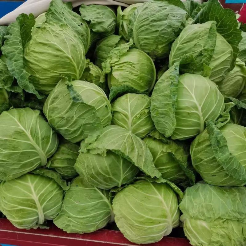 精品甘蓝圆包菜已上市，基地直发，现摘现发，大量供应中