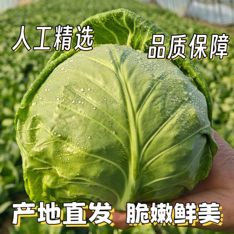 精品甘蓝圆包菜已上市，基地直发，现摘现发，大量供应中