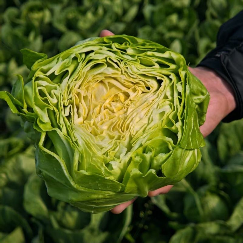 精品甘蓝圆包菜已上市，基地直发，现摘现发，大量供应中