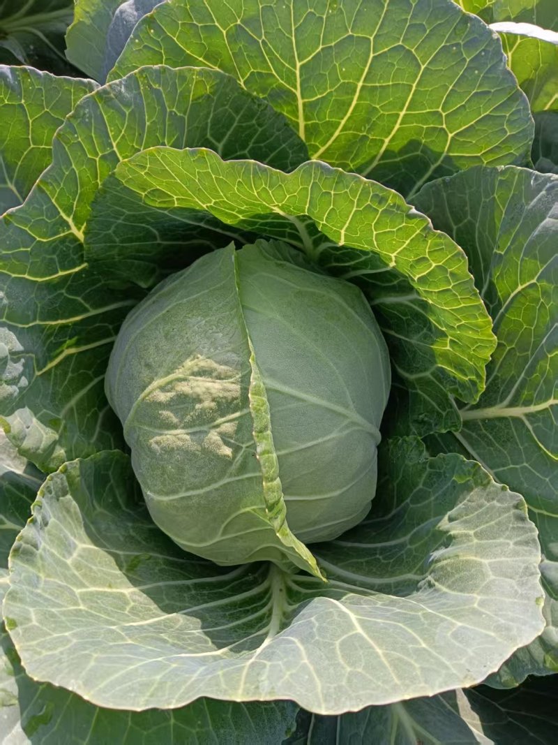 精品甘蓝圆包菜已上市，基地直发，现摘现发，大量供应中