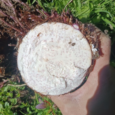 广西荔浦香芋产地直发品质保障对接批发市场