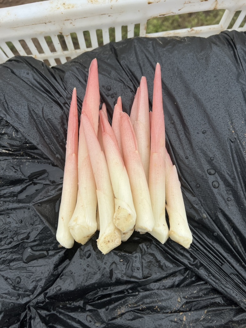 阳荷笋现采嫩芽现发2025新货洋荷笋