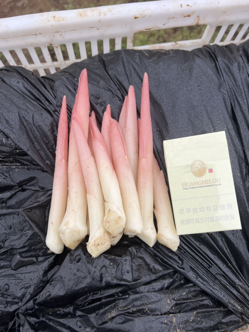 阳荷笋现采嫩芽现发2025新货洋荷笋