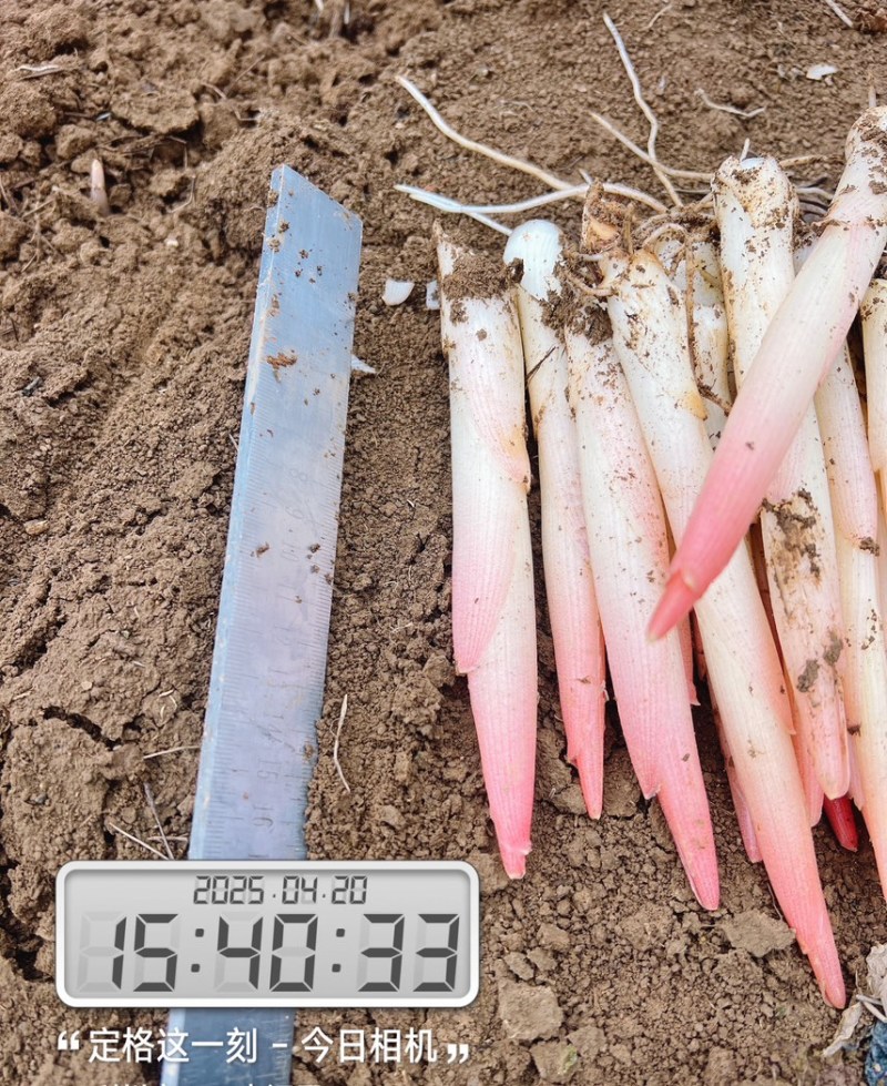 阳荷笋现采嫩芽现发2025新货洋荷笋
