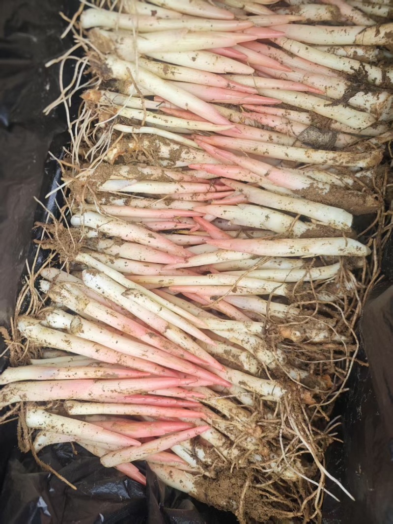 阳荷笋现采嫩芽现发2025新货洋荷笋