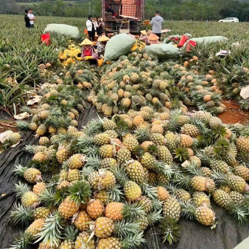2000亩海南金砖，冬蜜凤梨，中果1.3-2斤，2元一斤
