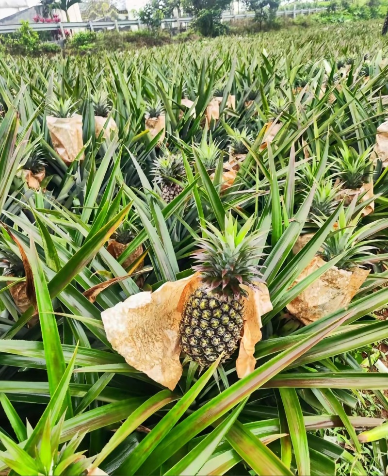 2000亩海南金砖，冬蜜凤梨，中果1.3-2斤，2元一斤