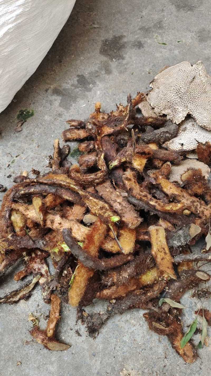 纯野生！鲜货骨碎补
