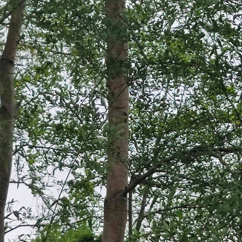 小叶榄仁风景树