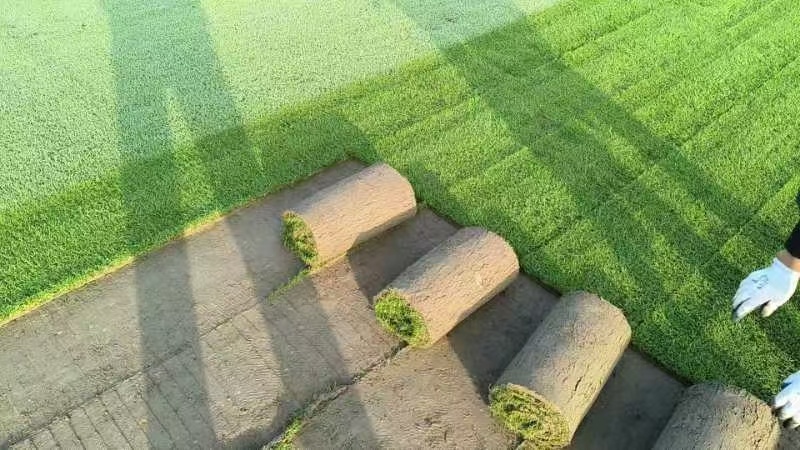 绿化草坪