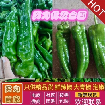 辣椒新鲜薄皮虎皮不辣青椒菜椒自种农家蔬菜现摘批发