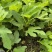 斯特拉无花果