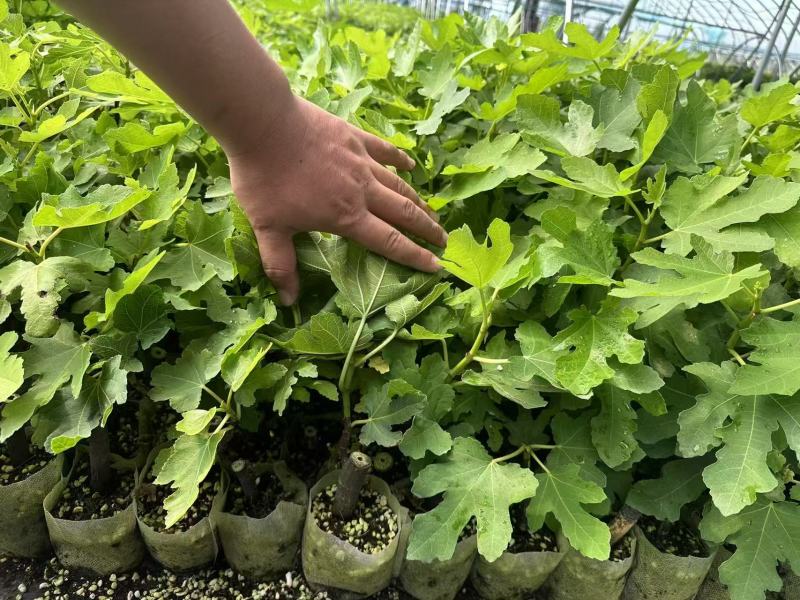斯特拉无花果