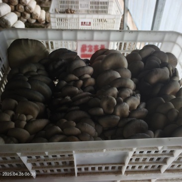 平茹
