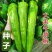 辣椒新鲜薄皮虎皮不辣青椒菜椒自种农家蔬菜现摘批发