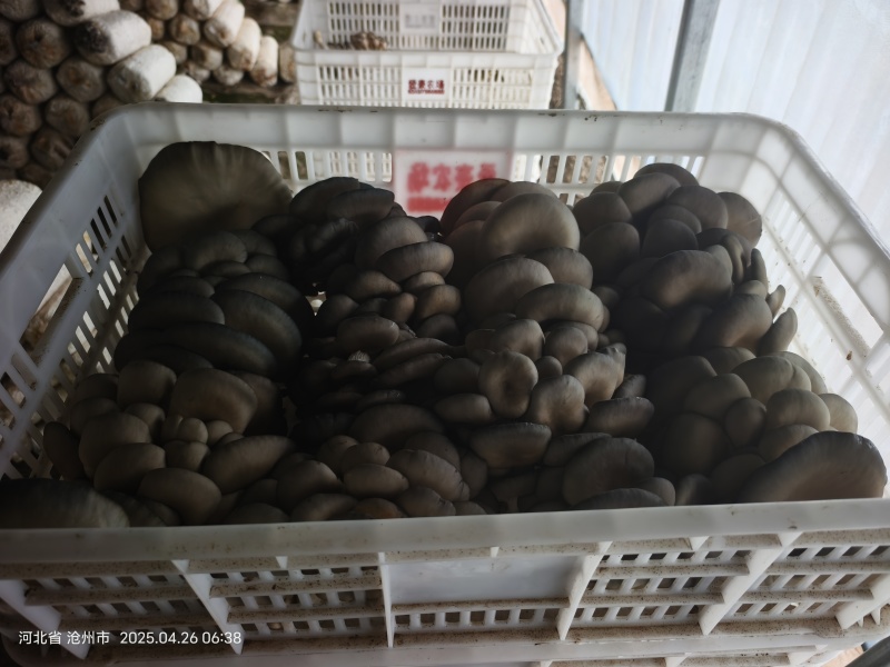 平茹