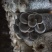 平茹