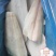 格陵兰比目鱼柳，带皮，去皮，特价供应
