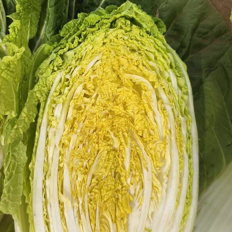 黄心白菜