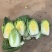 黄心白菜