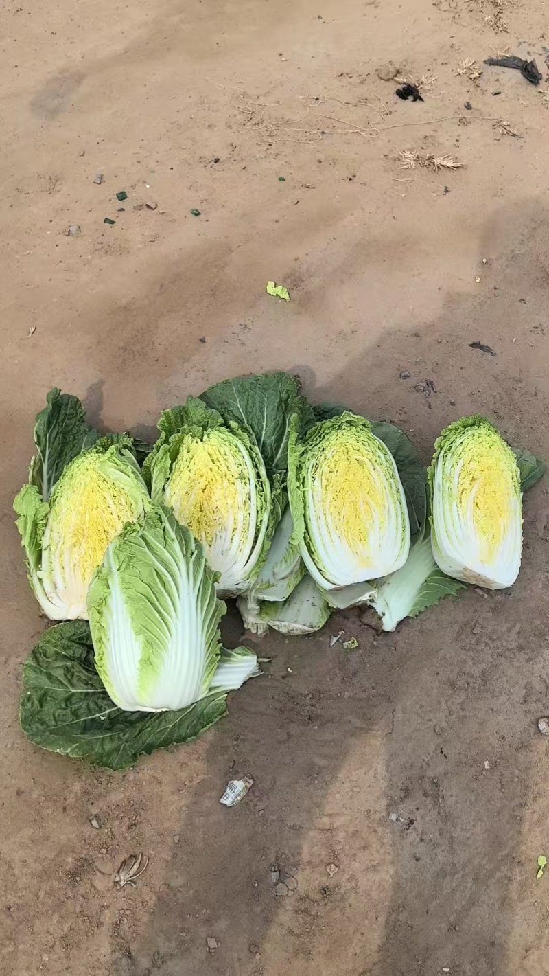 黄心白菜
