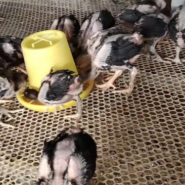 纯种鬼子斗鸡中越缅泰