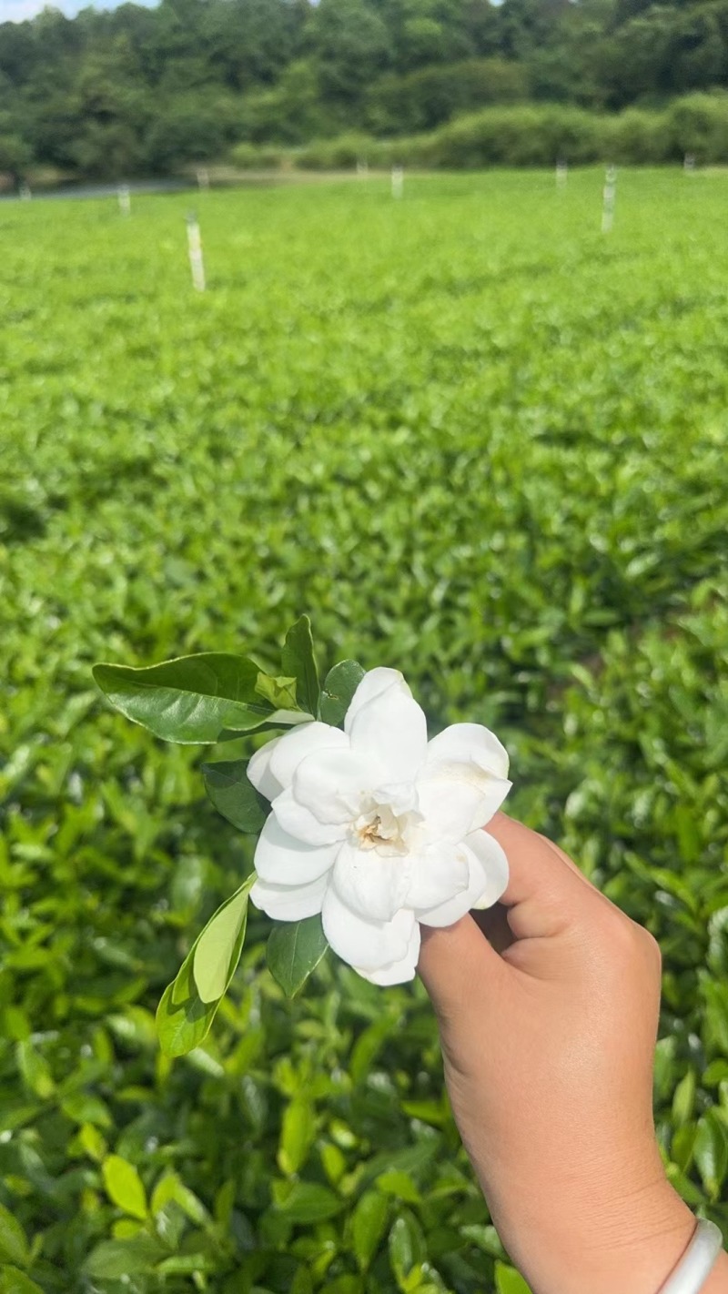 大叶桅子大杯