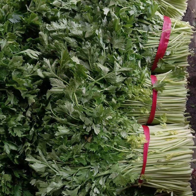 精品大棚无根毛芹菜绿叶精品大棚无根毛芹菜绿叶