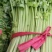 精品大棚无根毛芹菜绿叶精品大棚无根毛芹菜绿叶