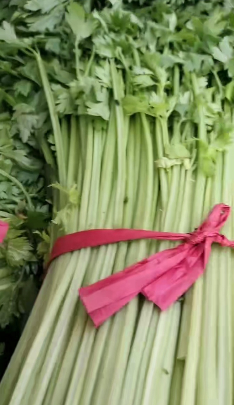 精品大棚无根毛芹菜绿叶精品大棚无根毛芹菜绿叶