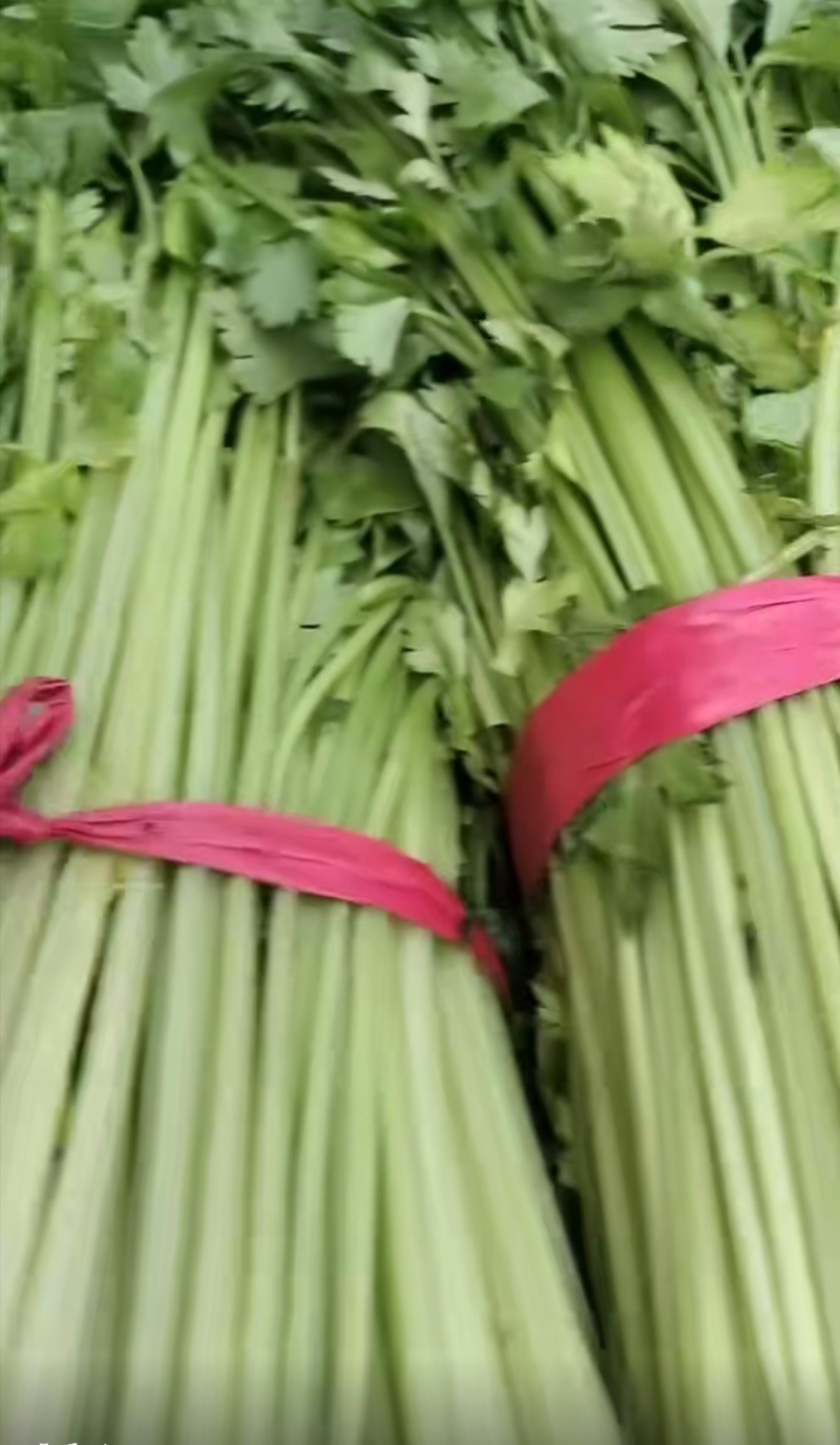 精品大棚无根毛芹菜绿叶精品大棚无根毛芹菜绿叶
